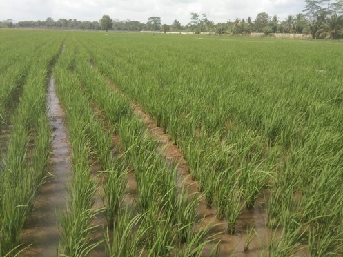 Sawah Seed Center